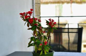 Apartment Banko - Foto 10