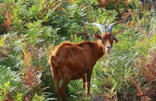 Holiday Home Ländliche Finca Casa da Rocha by Interhome - Foto 21