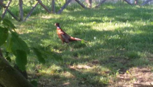 Casa Trastullo - Foto 4