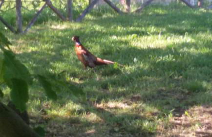 Casa Trastullo - Foto 4