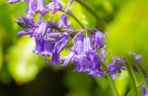 Ty Pren Bach - Foto 16