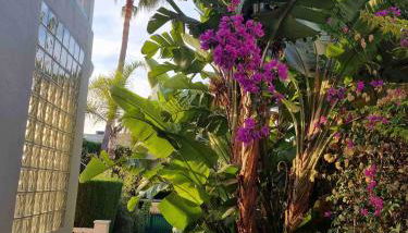 Town-House-Style Villa - on the Golden Mile - Foto 3, Garden