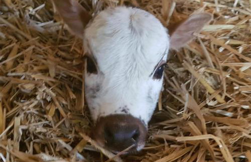 Ferienwohnung Haloi - Foto 24