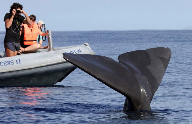 Whale & Dolphin Watching Cruise - Photo 6