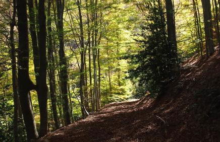 Mas Can Calet Aparthotel - Foto 105