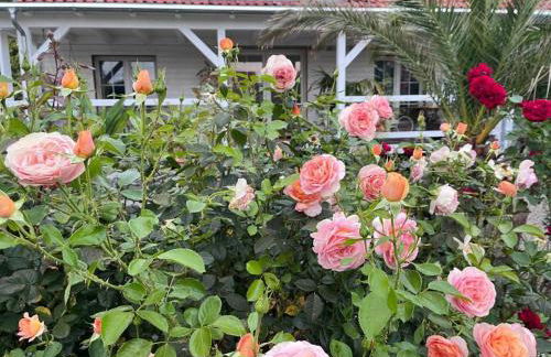 Spindlerhof am Harz - Foto 10