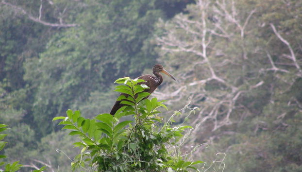 Avistando aves nos arredores do lago