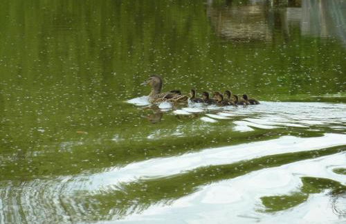 Maison de campagne avec étang, animaux acceptés, jardin privé - FR-1-489-293 - Foto 14