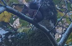 El Gorgolitu - Foto 14