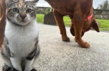 Quinta da Carlota - Photo 27