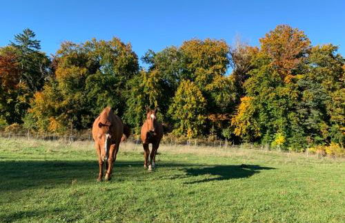 Ferienwohnung Red Horse Ranch - Photo 17
