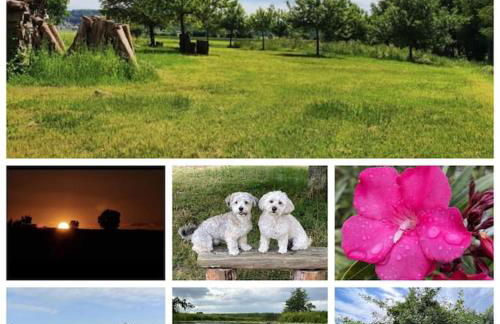 Seenlandliebe Wiesethblick bis 3 Personen - Foto 13