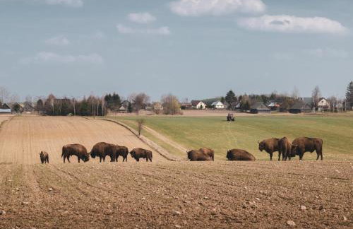 Chatka w lesie - Foto 59