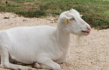 Les gîtes de la nouvelle vie - Foto 31