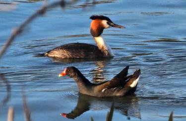 Lakefront Lodge with Hot Tub - Muscovy Lodge - Foto 10
