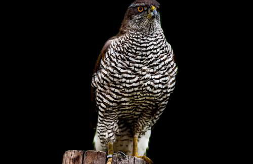 Ferienvilla-mv - Foto 31