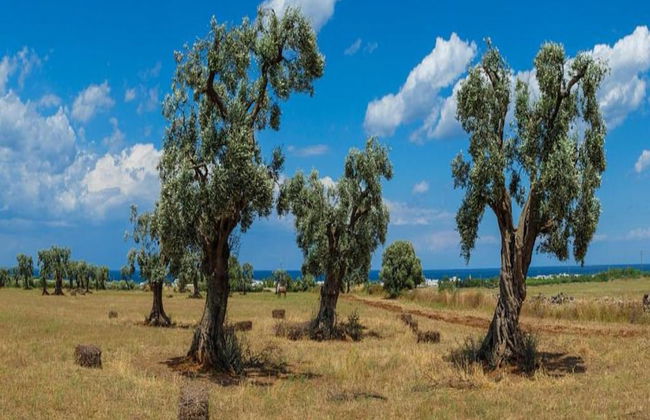 Villa Near Lecce With Garden and Beaches - Foto 24