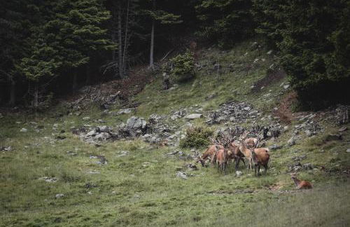 Hirschhof Pfrein - Hideaway - Photo 3