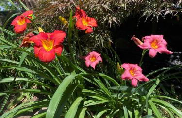 La Casa Rosa di Riso Amaro - Photo 6