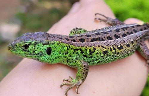 Kamienny Ogród Holiday Park - Foto 100
