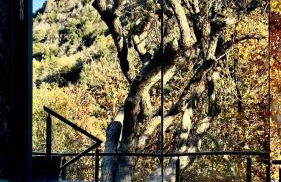 Paradise Ranch Inn- Limitless House Hot Tub,Sauna - Foto 44