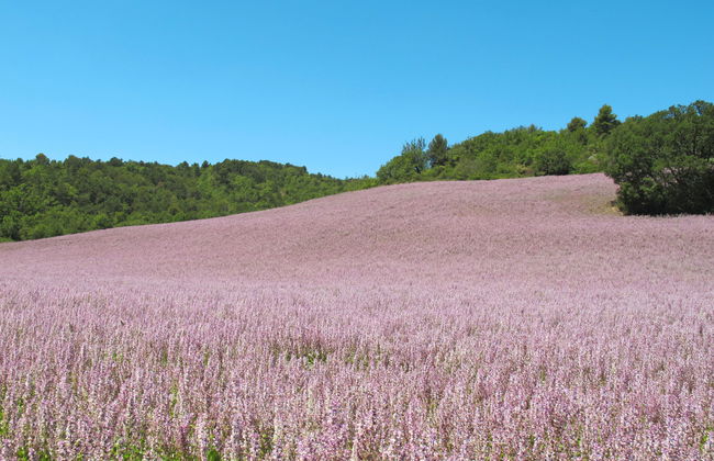 Le Prunier - Foto 24