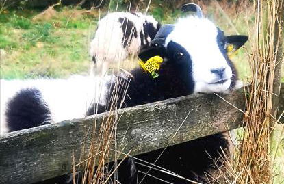 Gites Ferme de la Baie - Foto 41