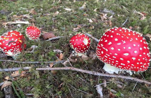 Les Perruchons ancienne grange rénovée avec soin - Foto 64