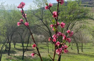 Bed en bubbels bennie en liisa - Foto 7