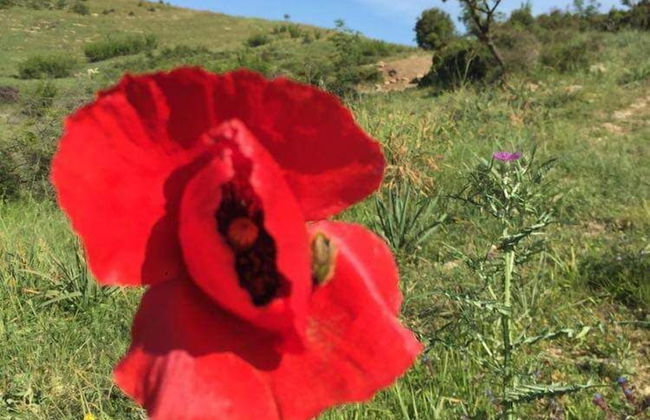 Bote Farms - Agritourism - Foto 49