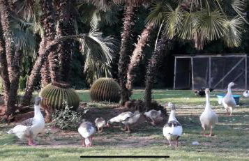 Beau et paisible T4 torrevieja - Foto 44