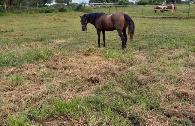 Refuge Brisa do Campo IG - Solar DO Campo - Foto 49