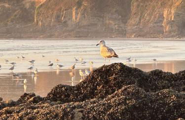 Appartement Design VIII - Port Rosmeur - Sublime vue Mer - Parking - Foto 44