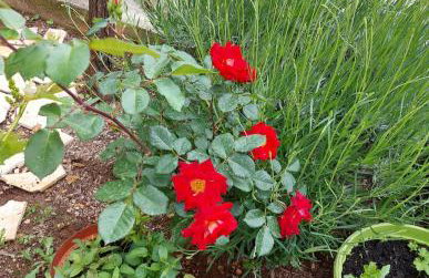 Apartments Jeličić - Foto 70