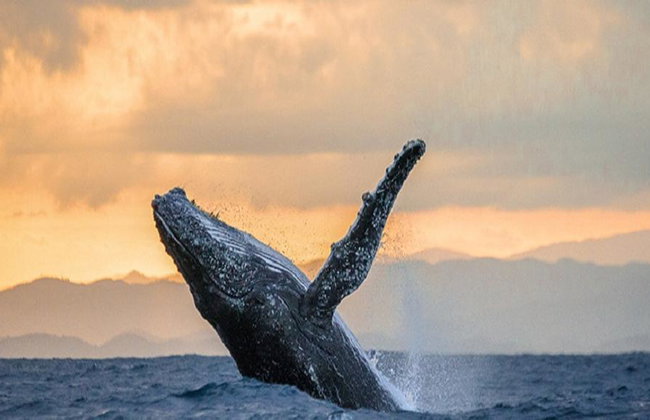 Humpback Whale Watching Tour - Photo 6