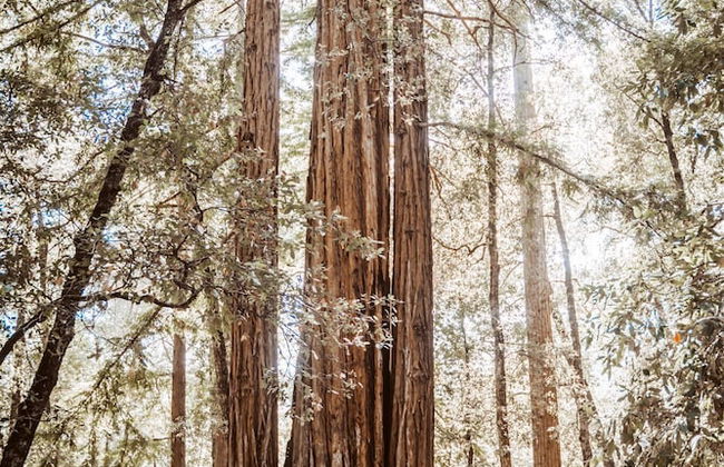 Redwoods River Resort - Foto 74