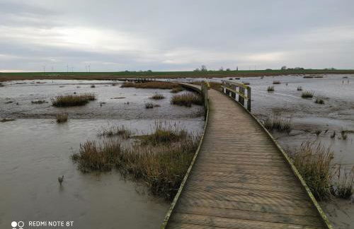 Mooroase Bauerngarten - Ovelgönne - Nordsee - Weser - Jade - Foto 14