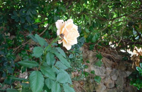 Apart.Can Pons,con piscina, a 50 de la playa - Foto 24