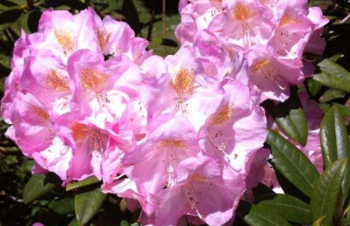 Demelza Cottage Apartment - Foto 19