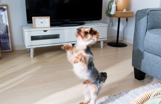 Little Santa - Foto 47