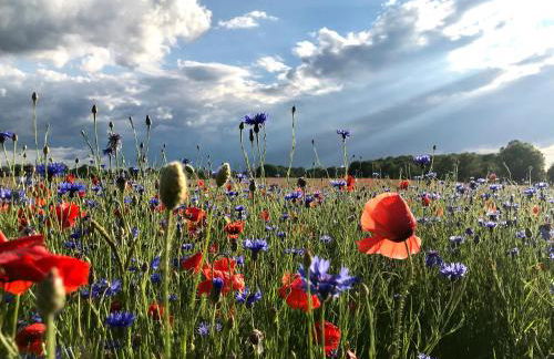 Lille Hus - nah am Meer I Entschleunigen im Grünen - Foto 34