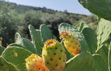 Anatolika Stamatis Paradise - Photo 62