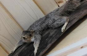 Denali Wild Stay - Muskrat cabin, private, free wifi, free parking, sleep 4 - Foto 11