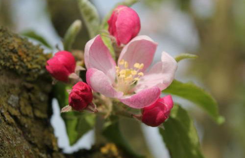 Geräumige Ferienwohnung mit Garten in Brusow - Foto 25