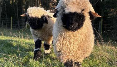 Daisys Place at Middle Farm and Cottages - Foto 3