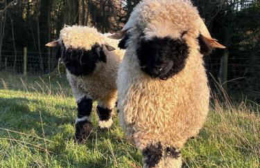 Gooseyard at Middle Farm and Cottages - Foto 11