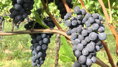 Ferien- Und Winzerhof Simon - Foto 4