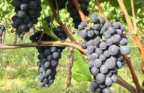 Ferien- Und Winzerhof Simon - Photo 4