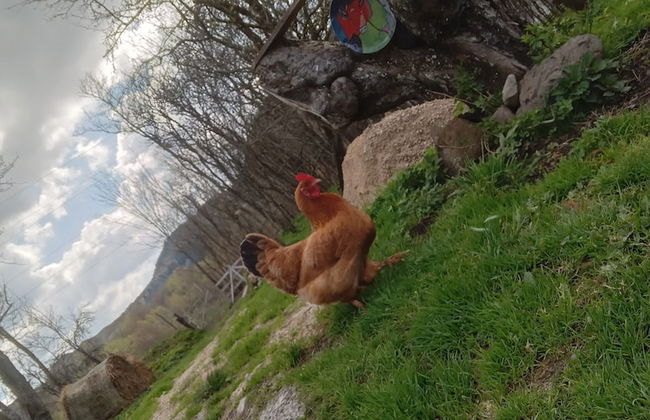 Room in Guest Room - Cozy Rural Retreat in Roşia Montana - Photo 52