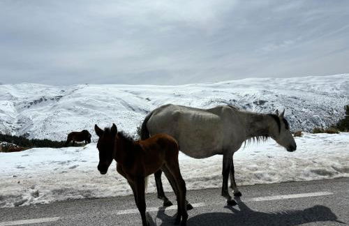 Biznaga Nevada - Foto 40